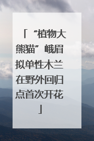 “植物大熊猫”峨眉拟单性木兰在野外回归点首次开花