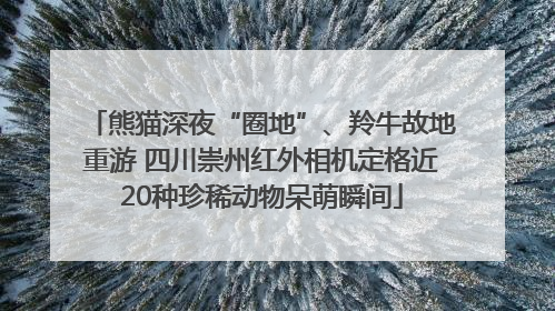 熊猫深夜“圈地”、羚牛故地重游 四川崇州红外相机定格近20种珍稀动物呆萌瞬间