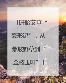 盱眙艾草“变形记”：从荒坡野草到“金枝玉叶”