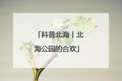 科普北海丨北海公园的合欢