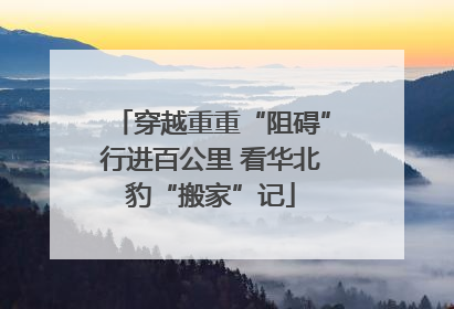 穿越重重“阻碍”行进百公里 看华北豹“搬家”记