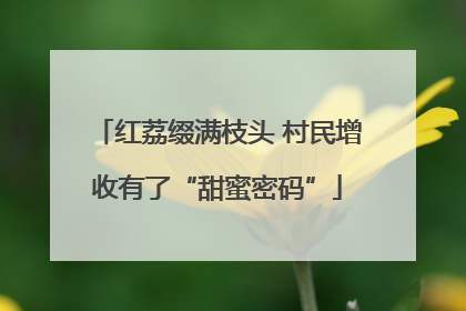 红荔缀满枝头 村民增收有了“甜蜜密码”