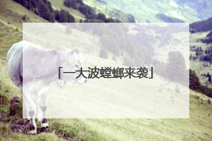 一大波螳螂来袭
