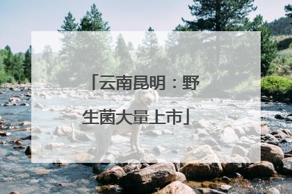 云南昆明：野生菌大量上市