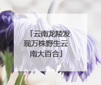 云南龙陵发现万株野生云南大百合