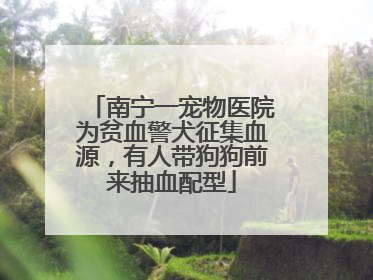 南宁一宠物医院为贫血警犬征集血源，有人带狗狗前来抽血配型