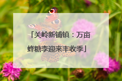 关岭新铺镇：万亩蜂糖李迎来丰收季