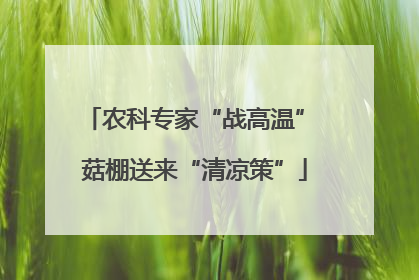 农科专家“战高温” 菇棚送来“清凉策”