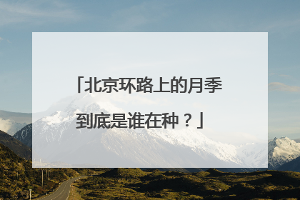 北京环路上的月季到底是谁在种？