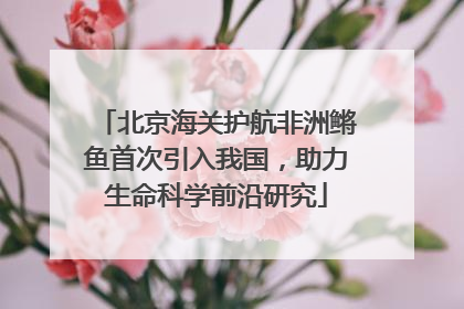 北京海关护航非洲鳉鱼首次引入我国，助力生命科学前沿研究