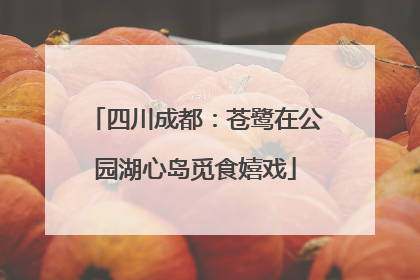 四川成都：苍鹭在公园湖心岛觅食嬉戏