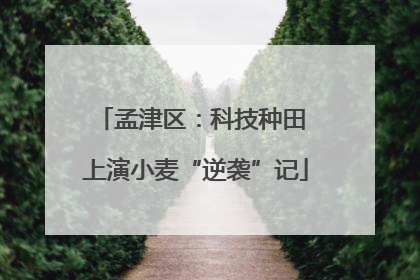 孟津区：科技种田 上演小麦“逆袭”记