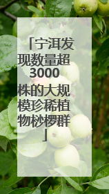 宁洱发现数量超3000株的大规模珍稀植物桫椤群