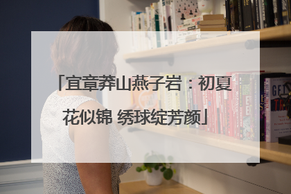 宜章莽山燕子岩：初夏花似锦 绣球绽芳颜