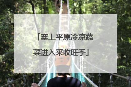 塞上平原冷凉蔬菜进入采收旺季