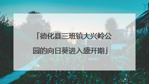 德化县三班镇大兴岭公园的向日葵进入盛开期