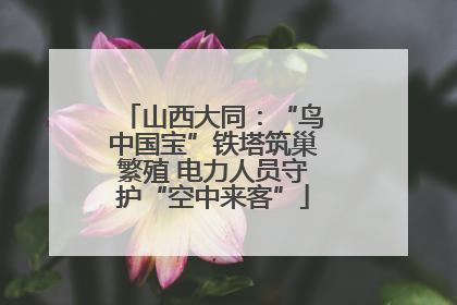 山西大同：“鸟中国宝”铁塔筑巢繁殖 电力人员守护“空中来客”