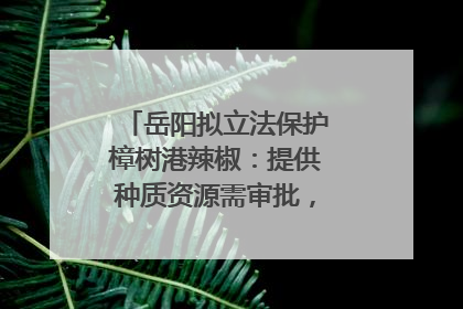 岳阳拟立法保护樟树港辣椒：提供种质资源需审批，违规最高罚5万
