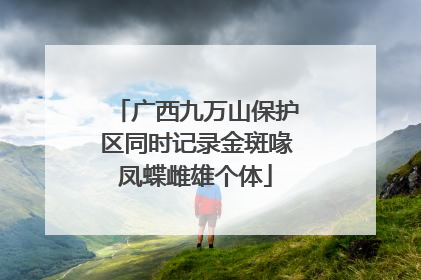 广西九万山保护区同时记录金斑喙凤蝶雌雄个体