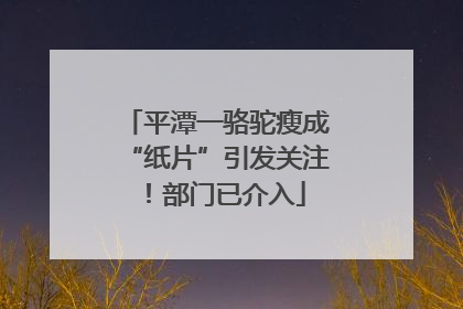 平潭一骆驼瘦成“纸片”引发关注！部门已介入