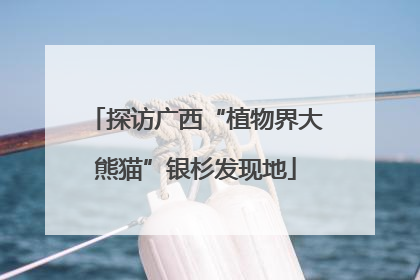探访广西“植物界大熊猫”银杉发现地