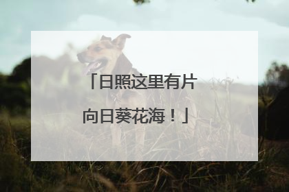 日照这里有片向日葵花海！
