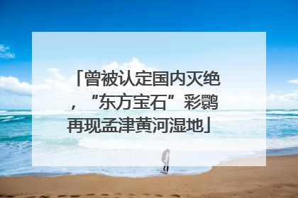 曾被认定国内灭绝，“东方宝石”彩鹮再现孟津黄河湿地