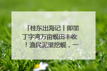 桂东出海记丨即墨丁字湾万亩蚬田丰收！渔民泥里挖蚬，一天上岸过千斤