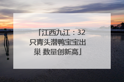 江西九江：32只青头潜鸭宝宝出巢 数量创新高
