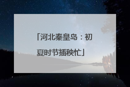 河北秦皇岛：初夏时节插秧忙