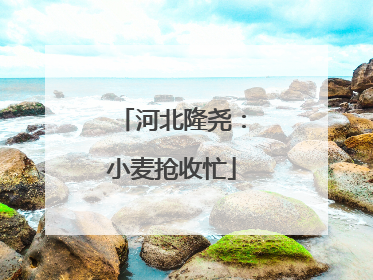 河北隆尧：小麦抢收忙