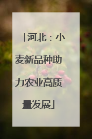 河北：小麦新品种助力农业高质量发展