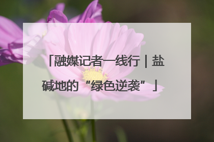 融媒记者一线行｜盐碱地的“绿色逆袭”