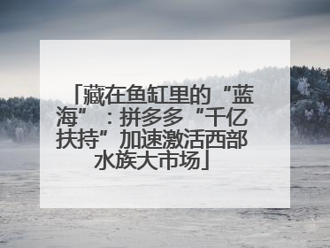藏在鱼缸里的“蓝海”：拼多多“千亿扶持”加速激活西部水族大市场