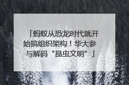 蚂蚁从恐龙时代就开始搞组织架构！华大参与解码“昆虫文明”