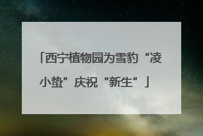 西宁植物园为雪豹“凌小蛰”庆祝“新生”