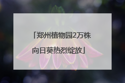 郑州植物园2万株向日葵热烈绽放