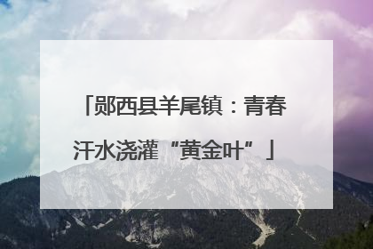 郧西县羊尾镇：青春汗水浇灌“黄金叶”
