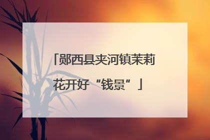 郧西县夹河镇茉莉花开好“钱景”