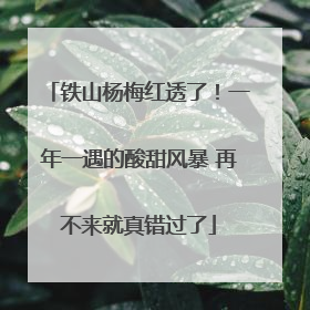 铁山杨梅红透了！一年一遇的酸甜风暴 再不来就真错过了