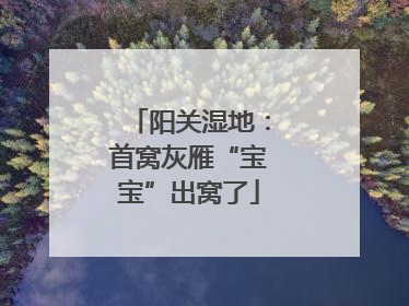 阳关湿地：首窝灰雁“宝宝”出窝了