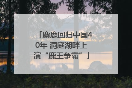 麋鹿回归中国40年 洞庭湖畔上演“鹿王争霸”